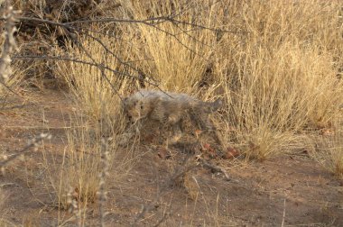 Wild cheetah (Acinonyx jubatus) photographed in its natural habitat. Known as the fastest land animal, this African big cat is shown in the savanna with its spotted fur and elegant body. Perfect for themes of wildlife, speed, predator,and Africa