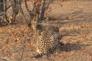 Wild cheetah (Acinonyx jubatus) photographed in its natural habitat. Known as the fastest land animal, this African big cat is shown in the savanna with its spotted fur and elegant body. Perfect for themes of wildlife, speed, predator,and Africa