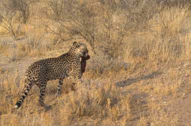 Wild cheetah (Acinonyx jubatus) photographed in its natural habitat. Known as the fastest land animal, this African big cat is shown in the savanna with its spotted fur and elegant body. Perfect for themes of wildlife, speed, predator,and Africa