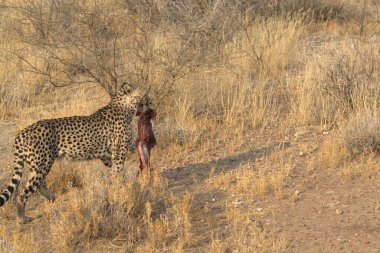 Wild cheetah (Acinonyx jubatus) photographed in its natural habitat. Known as the fastest land animal, this African big cat is shown in the savanna with its spotted fur and elegant body. Perfect for themes of wildlife, speed, predator,and Africa