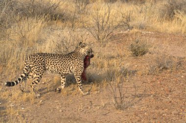 Wild cheetah (Acinonyx jubatus) photographed in its natural habitat. Known as the fastest land animal, this African big cat is shown in the savanna with its spotted fur and elegant body. Perfect for themes of wildlife, speed, predator,and Africa