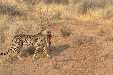 Wild cheetah (Acinonyx jubatus) photographed in its natural habitat. Known as the fastest land animal, this African big cat is shown in the savanna with its spotted fur and elegant body. Perfect for themes of wildlife, speed, predator,and Africa