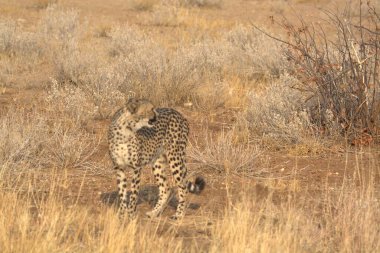 Wild cheetah (Acinonyx jubatus) photographed in its natural habitat. Known as the fastest land animal, this African big cat is shown in the savanna with its spotted fur and elegant body. Perfect for themes of wildlife, speed, predator,and Africa