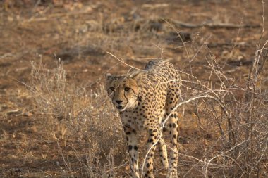 Wild cheetah (Acinonyx jubatus) photographed in its natural habitat. Known as the fastest land animal, this African big cat is shown in the savanna with its spotted fur and elegant body. Perfect for themes of wildlife, speed, predator,and Africa