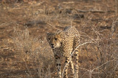 Wild cheetah (Acinonyx jubatus) photographed in its natural habitat. Known as the fastest land animal, this African big cat is shown in the savanna with its spotted fur and elegant body. Perfect for themes of wildlife, speed, predator,and Africa