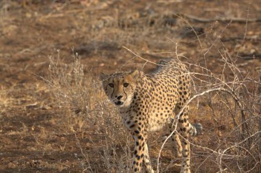 Wild cheetah (Acinonyx jubatus) photographed in its natural habitat. Known as the fastest land animal, this African big cat is shown in the savanna with its spotted fur and elegant body. Perfect for themes of wildlife, speed, predator,and Africa