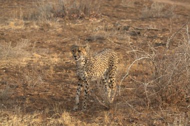 Wild cheetah (Acinonyx jubatus) photographed in its natural habitat. Known as the fastest land animal, this African big cat is shown in the savanna with its spotted fur and elegant body. Perfect for themes of wildlife, speed, predator,and Africa