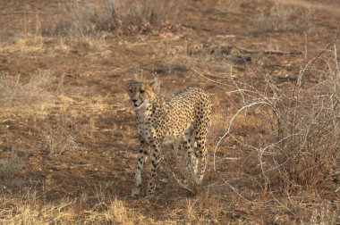 Wild cheetah (Acinonyx jubatus) photographed in its natural habitat. Known as the fastest land animal, this African big cat is shown in the savanna with its spotted fur and elegant body. Perfect for themes of wildlife, speed, predator,and Africa