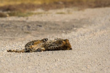 Wild cheetah (Acinonyx jubatus) photographed in its natural habitat. Known as the fastest land animal, this African big cat is shown in the savanna with its spotted fur and elegant body. Perfect for themes of wildlife, speed, predator,and Africa
