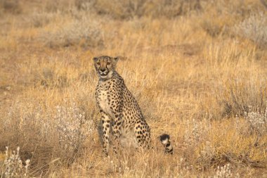 Wild cheetah (Acinonyx jubatus) photographed in its natural habitat. Known as the fastest land animal, this African big cat is shown in the savanna with its spotted fur and elegant body. Perfect for themes of wildlife, speed, predator,and Africa