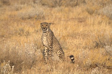 Wild cheetah (Acinonyx jubatus) photographed in its natural habitat. Known as the fastest land animal, this African big cat is shown in the savanna with its spotted fur and elegant body. Perfect for themes of wildlife, speed, predator,and Africa