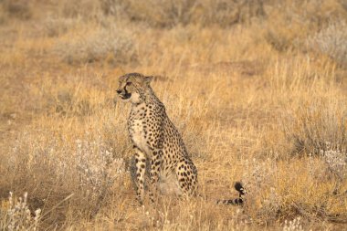 Wild cheetah (Acinonyx jubatus) photographed in its natural habitat. Known as the fastest land animal, this African big cat is shown in the savanna with its spotted fur and elegant body. Perfect for themes of wildlife, speed, predator,and Africa