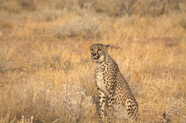 Wild cheetah (Acinonyx jubatus) photographed in its natural habitat. Known as the fastest land animal, this African big cat is shown in the savanna with its spotted fur and elegant body. Perfect for themes of wildlife, speed, predator,and Africa