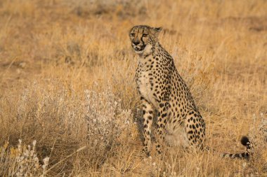 Wild cheetah (Acinonyx jubatus) photographed in its natural habitat. Known as the fastest land animal, this African big cat is shown in the savanna with its spotted fur and elegant body. Perfect for themes of wildlife, speed, predator,and Africa