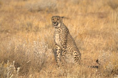 Wild cheetah (Acinonyx jubatus) photographed in its natural habitat. Known as the fastest land animal, this African big cat is shown in the savanna with its spotted fur and elegant body. Perfect for themes of wildlife, speed, predator,and Africa