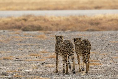 Wild cheetah (Acinonyx jubatus) photographed in its natural habitat. Known as the fastest land animal, this African big cat is shown in the savanna with its spotted fur and elegant body. Perfect for themes of wildlife, speed, predator, Africa