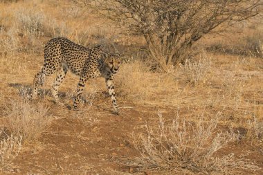 Wild cheetah (Acinonyx jubatus) photographed in its natural habitat. Known as the fastest land animal, this African big cat is shown in the savanna with its spotted fur and elegant body. Perfect for themes of wildlife, speed, predator, Africa