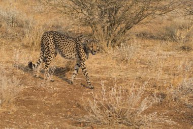 Wild cheetah (Acinonyx jubatus) photographed in its natural habitat. Known as the fastest land animal, this African big cat is shown in the savanna with its spotted fur and elegant body. Perfect for themes of wildlife, speed, predator, Africa