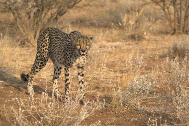 Wild cheetah (Acinonyx jubatus) photographed in its natural habitat. Known as the fastest land animal, this African big cat is shown in the savanna with its spotted fur and elegant body. Perfect for themes of wildlife, speed, predator, Africa