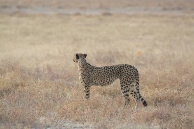 Wild cheetah (Acinonyx jubatus) photographed in its natural habitat. Known as the fastest land animal, this African big cat is shown in the savanna with its spotted fur and elegant body. Perfect for themes of wildlife, speed, predator, Africa