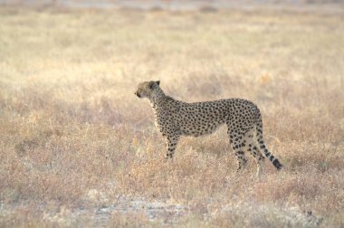 Wild cheetah (Acinonyx jubatus) photographed in its natural habitat. Known as the fastest land animal, this African big cat is shown in the savanna with its spotted fur and elegant body. Perfect for themes of wildlife, speed, predator, Africa