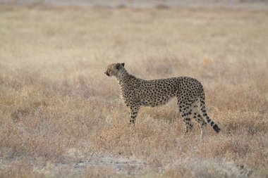 Wild cheetah (Acinonyx jubatus) photographed in its natural habitat. Known as the fastest land animal, this African big cat is shown in the savanna with its spotted fur and elegant body. Perfect for themes of wildlife, speed, predator, Africa