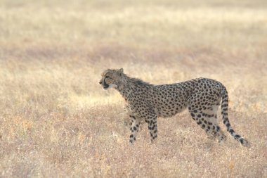 Wild cheetah (Acinonyx jubatus) photographed in its natural habitat. Known as the fastest land animal, this African big cat is shown in the savanna with its spotted fur and elegant body. Perfect for themes of wildlife, speed, predator, Africa