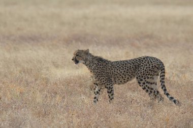 Wild cheetah (Acinonyx jubatus) photographed in its natural habitat. Known as the fastest land animal, this African big cat is shown in the savanna with its spotted fur and elegant body. Perfect for themes of wildlife, speed, predator, Africa