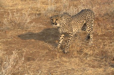 Wild cheetah (Acinonyx jubatus) photographed in its natural habitat. Known as the fastest land animal, this African big cat is shown in the savanna with its spotted fur and elegant body. Perfect for themes of wildlife, speed, predator, Africa