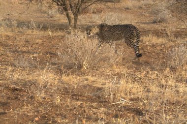 Wild cheetah (Acinonyx jubatus) photographed in its natural habitat. Known as the fastest land animal, this African big cat is shown in the savanna with its spotted fur and elegant body. Perfect for themes of wildlife, speed, predator, Africa