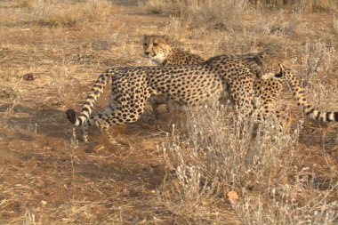 Wild cheetah (Acinonyx jubatus) photographed in its natural habitat. Known as the fastest land animal, this African big cat is shown in the savanna with its spotted fur and elegant body. Perfect for themes of wildlife, speed, predator, Africa