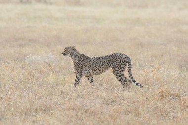 Wild cheetah (Acinonyx jubatus) photographed in its natural habitat. Known as the fastest land animal, this African big cat is shown in the savanna with its spotted fur and elegant body. Perfect for themes of wildlife, speed, predator, Africa