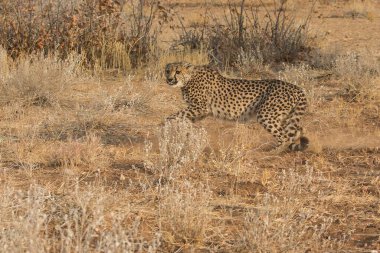 Wild cheetah (Acinonyx jubatus) photographed in its natural habitat. Known as the fastest land animal, this African big cat is shown in the savanna with its spotted fur and elegant body. Perfect for themes of wildlife, speed, predator, Africa
