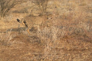 Wild cheetah (Acinonyx jubatus) photographed in its natural habitat. Known as the fastest land animal, this African big cat is shown in the savanna with its spotted fur and elegant body. Perfect for themes of wildlife, speed, predator, Africa