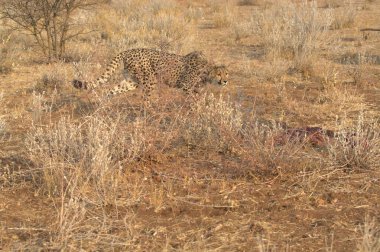 Wild cheetah (Acinonyx jubatus) photographed in its natural habitat. Known as the fastest land animal, this African big cat is shown in the savanna with its spotted fur and elegant body. Perfect for themes of wildlife, speed, predator, Africa