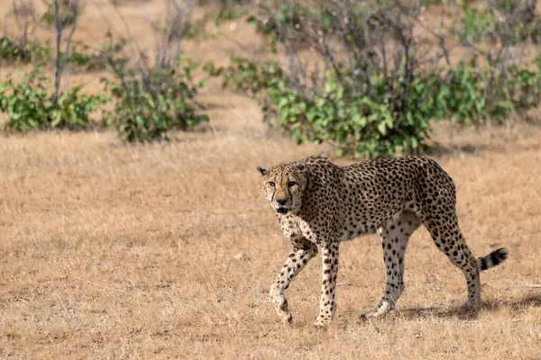 Masai Mara 'daki Çita
