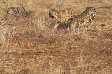 Wild cheetah (Acinonyx jubatus) photographed in its natural habitat. Known as the fastest land animal, this African big cat is shown in the savanna with its spotted fur and elegant body. Perfect for themes of wildlife, speed, predator, Africa
