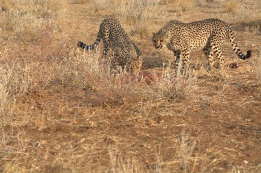 Wild cheetah (Acinonyx jubatus) photographed in its natural habitat. Known as the fastest land animal, this African big cat is shown in the savanna with its spotted fur and elegant body. Perfect for themes of wildlife, speed, predator, Africa