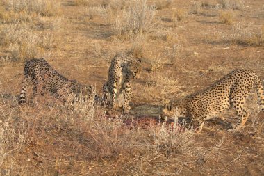 Wild cheetah (Acinonyx jubatus) photographed in its natural habitat. Known as the fastest land animal, this African big cat is shown in the savanna with its spotted fur and elegant body. Perfect for themes of wildlife, speed, predator, Africa