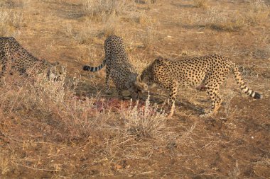 Wild cheetah (Acinonyx jubatus) photographed in its natural habitat. Known as the fastest land animal, this African big cat is shown in the savanna with its spotted fur and elegant body. Perfect for themes of wildlife, speed, predator, Africa