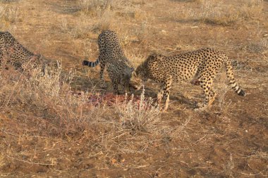 Wild cheetah (Acinonyx jubatus) photographed in its natural habitat. Known as the fastest land animal, this African big cat is shown in the savanna with its spotted fur and elegant body. Perfect for themes of wildlife, speed, predator, Africa