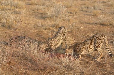Wild cheetah (Acinonyx jubatus) photographed in its natural habitat. Known as the fastest land animal, this African big cat is shown in the savanna with its spotted fur and elegant body. Perfect for themes of wildlife, speed, predator, Africa