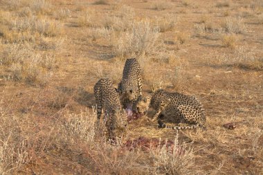 Wild cheetah (Acinonyx jubatus) photographed in its natural habitat. Known as the fastest land animal, this African big cat is shown in the savanna with its spotted fur and elegant body. Perfect for themes of wildlife, speed, predator, Africa