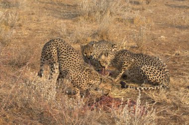 Wild cheetah (Acinonyx jubatus) photographed in its natural habitat. Known as the fastest land animal, this African big cat is shown in the savanna with its spotted fur and elegant body. Perfect for themes of wildlife, speed, predator, Africa