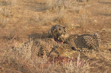 Wild cheetah (Acinonyx jubatus) photographed in its natural habitat. Known as the fastest land animal, this African big cat is shown in the savanna with its spotted fur and elegant body. Perfect for themes of wildlife, speed, predator, Africa