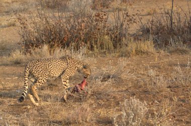 Wild cheetah (Acinonyx jubatus) photographed in its natural habitat. Known as the fastest land animal, this African big cat is shown in the savanna with its spotted fur and elegant body. Perfect for themes of wildlife, speed, predator, Africa