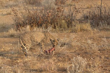 Wild cheetah (Acinonyx jubatus) photographed in its natural habitat. Known as the fastest land animal, this African big cat is shown in the savanna with its spotted fur and elegant body. Perfect for themes of wildlife, speed, predator, Africa