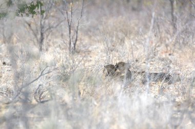 Wild cheetah (Acinonyx jubatus) photographed in its natural habitat. Known as the fastest land animal, this African big cat is shown in the savanna with its spotted fur and elegant body. Perfect for themes of wildlife, speed, predator, and Africa