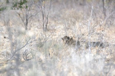 Wild cheetah (Acinonyx jubatus) photographed in its natural habitat. Known as the fastest land animal, this African big cat is shown in the savanna with its spotted fur and elegant body. Perfect for themes of wildlife, speed, predator, and Africa