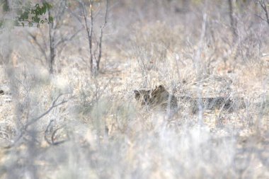 Wild cheetah (Acinonyx jubatus) photographed in its natural habitat. Known as the fastest land animal, this African big cat is shown in the savanna with its spotted fur and elegant body. Perfect for themes of wildlife, speed, predator, and Africa